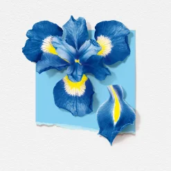 Fleur D'iris