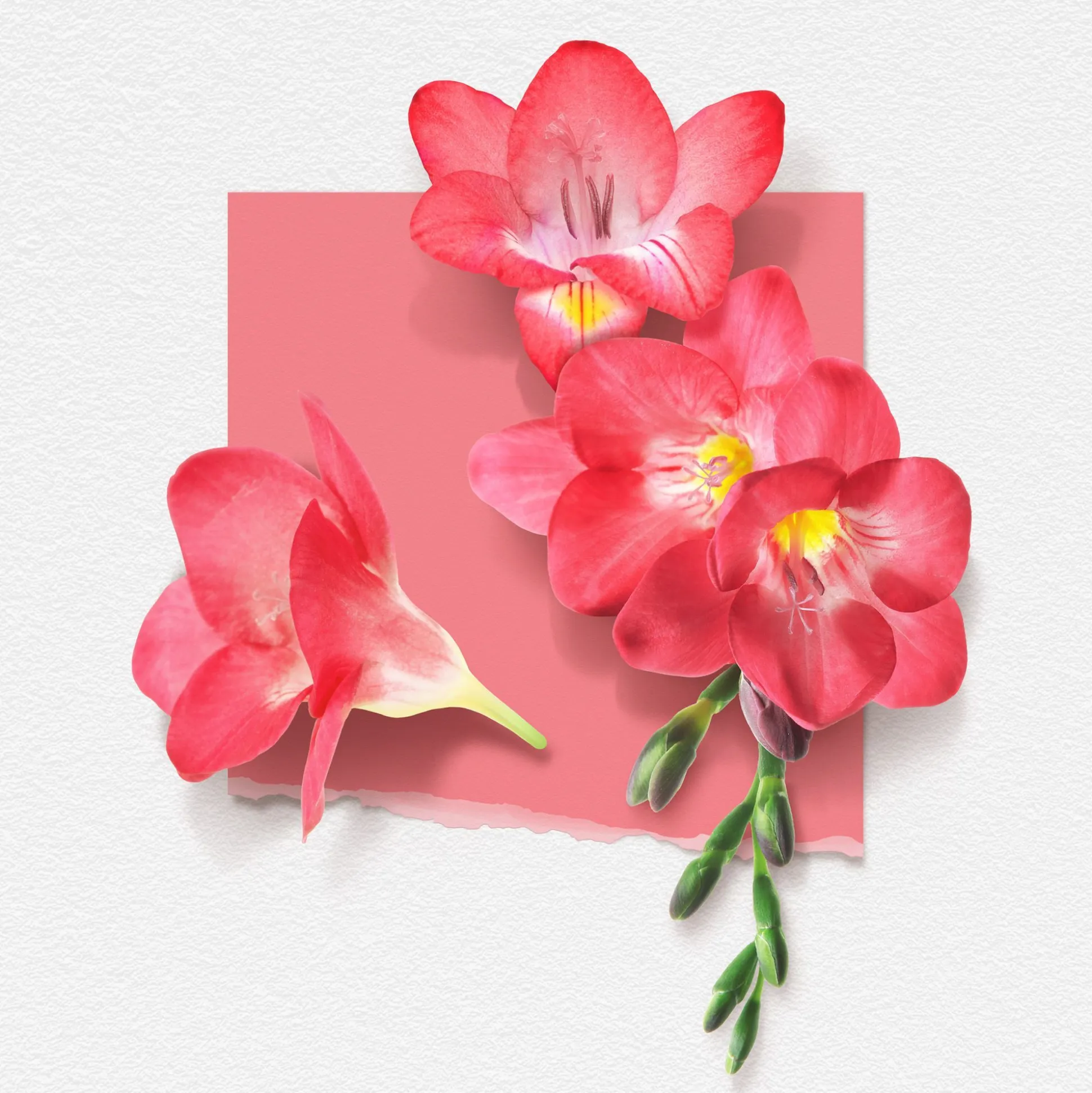 Freesia