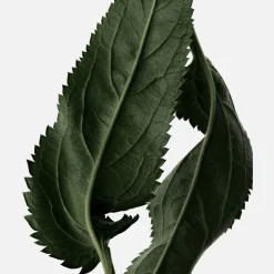 Le Patchouli Élixir