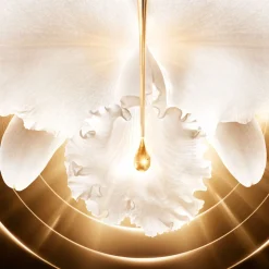 Orchidée Impériale Gold Nobile