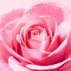 Very Rose