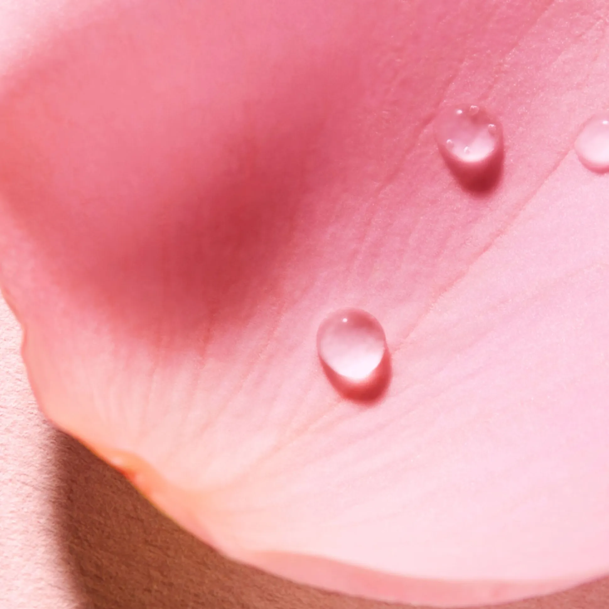 Very Rose